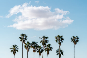 Fototapeta premium palm trees against blue sky