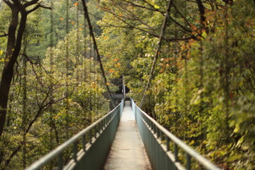 Obraz premium 숲속