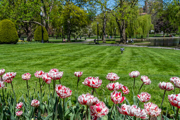 White and red tulips set against a perfectly manicured green lawn and pond in the Boston Public Garden. America's oldest park in May.