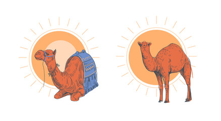 Vector illustration of a camel. Hand drawn sketch. Africa, Egypt