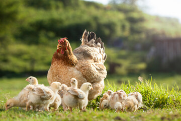 Hen and chickens outdoors on a pasture in the sun. Gallus gallus domesticus. Organic poultry farm....