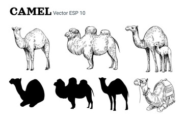 Vector set illustrations of a camel. Hand drawn sketch. Africa, Egypt