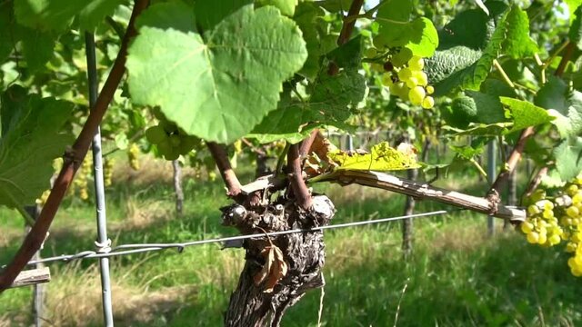 White wine vines with grapes in the sun - wine cultivation in Germany slow motion 