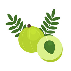 Amla whole fruit and half sliced for package design. Indian gooseberry icon isolated on white background. Organic food, healthy nutrition, antioxidant, vegetarian product. Vector illustration.