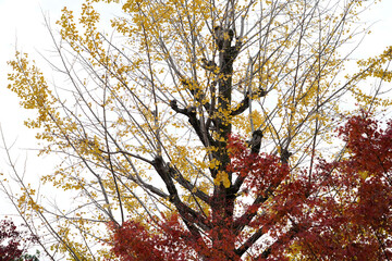Ginkgo biloba tree in yellow , maple tree in red nearby ,golden leaves of Ginkgo Biloba autumn colors (gingko tree, maidenhair tree) on white isolated background