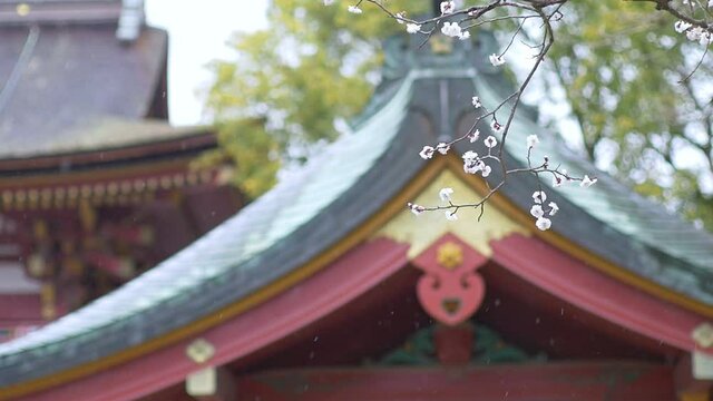 Snowing over plum tree flowers on the back of Japanese shrine, temple. Winter landscape in Japan.
