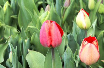 Stack pink tulip flowers bouquet in garden