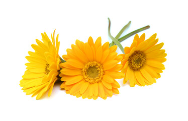 Stack yellow Gerber flowers, daisies isolated on white 