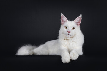 Fototapeta na wymiar Majestic young adult solid white Maine Coon cat, laying down facing front on edge with front paws hanging down. Nice muzzle and big ears. Looking towards camera with golden eyes. Isolated on black.