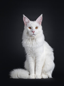 Majestic young adult solid white Maine Coon cat, sitting up facing front. Nice muzzle and big ears. Looking towards camera with golden eyes. Isolated on a black background.