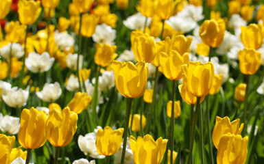 Wonderful yellow and white tulip flowers blooming in a field of tulips, on a background of blurred tulip flowers