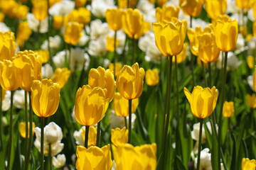 Spring meadow with a lot of multicolored white and yellow tulip flowers with selective focus, floral background