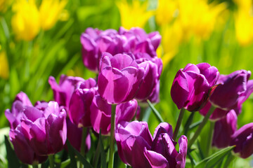 Close-up of delicate pink tulips in the garden. Selective soft focus