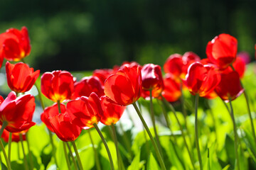 Group of red tulips in backlight in the park. Spring landscape for banner large format