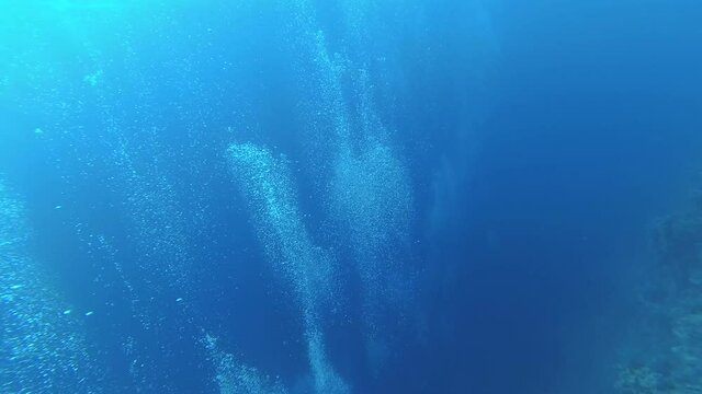 Drawings of diving in the Red Sea