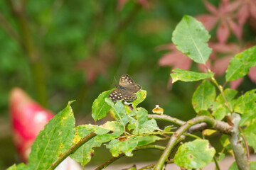 Speckled Wood Butterfly (Pararge aegeria) perched on green leaf in Zurich, Switzerland