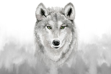 Watercolor grey wolf . Watercolour illustration on gray background. 