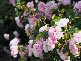 Rose bush with pastel pink flowers, blooming on a sunny spring day at the botanical garden