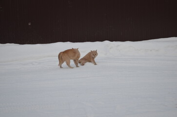 cats in winter