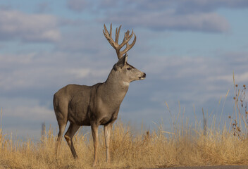 Buck Mule Deer in Autumn in Colorado