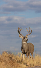 Buck Mule Deer in Autumn in Colorado