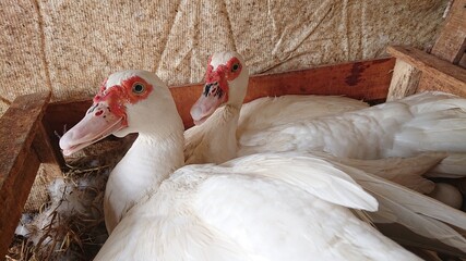 Two white muscovy ducks with red caruncles sitting together in a rustic wooden nesting box on a traditional poultry farm © yasidakbar
