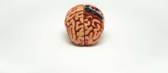 Human brain front view 