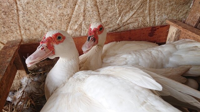 Two white muscovy ducks with red caruncles sitting together in a rustic wooden nesting box on a traditional poultry farm