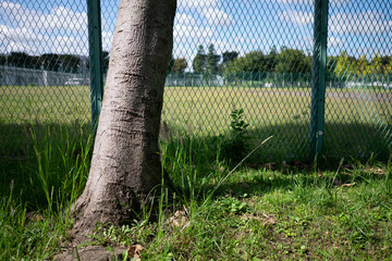 A tree in the playground