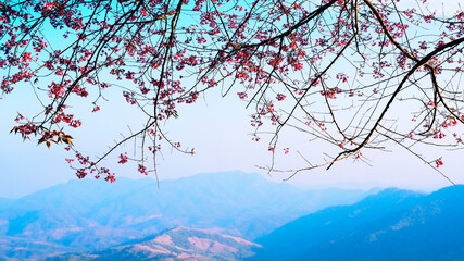 Pink Phaya Sua Krong flowers and mountain view in Thailand