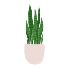 Sansevieria. Vector illustration of a houseplant in a pot. Isolated on white background.