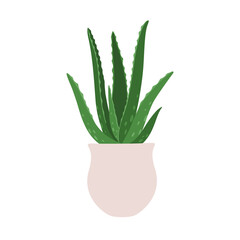 Aloe. Vector illustration of a houseplant in a pot. Isolated on white background.