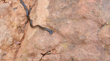 hammerhead worm on the ground