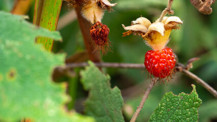 One wild fruit in Thailand
