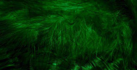 green hawk feathers with visible detail. background or texture