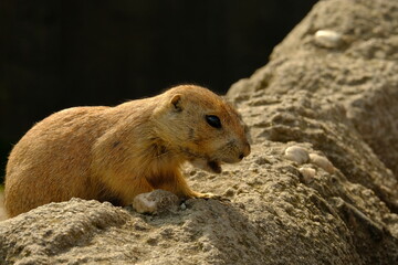 Black-Tailed Prairie Dog with opening mouth