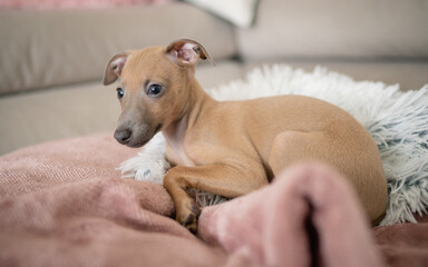Adorable Italian greyhound puppy.  Pet concept. Little puppy dog in home.