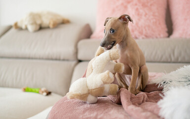 Adorable Italian greyhound puppy is playing with plush toys. Pet concept. Little puppy dog in home. Happiness, joy, pet