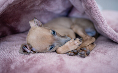 Closeup of Italian Greyhound puppy  on the pillow. Pets indoors, home, lifestyle