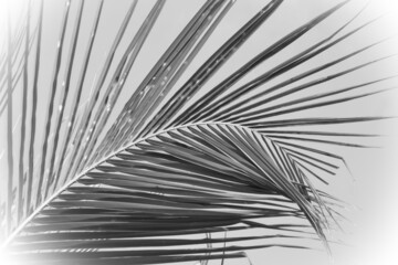 palm tree background