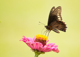 colorful butterfly perched on a big pink flower
