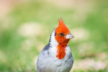 red cardinal portrait