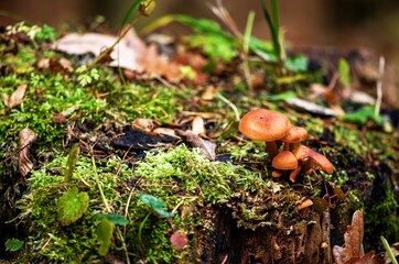 mushrooms in the forest