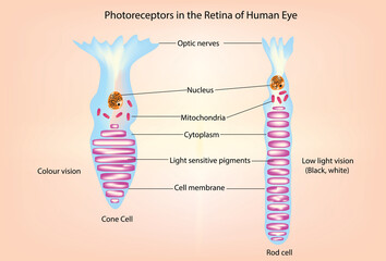rod and cone cell (photoreceptor cells)