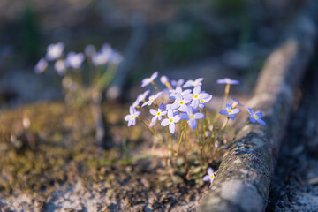 Azure bluets, aka Quaker ladies. Close up of small light colored wildflowers.