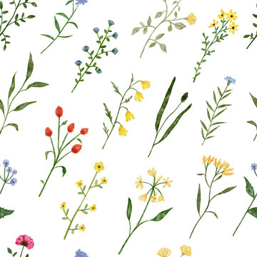 Watercolor wildflower seamless pattern. Botanical spring summer flowers for fabric textile. Garden floral greenery wild flowers. Nature wild herbs illustrations isolated on white background