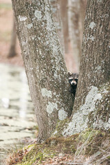 Wild raccoon peeking through the middle of trees and looking at camera