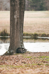 Wild raccoon curled up next to trunk of tree and looking at camera