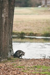 Wild raccoon hunched over next to tree and looking at camera