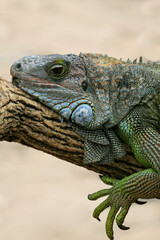 Lazy iguanidae resting on a branch